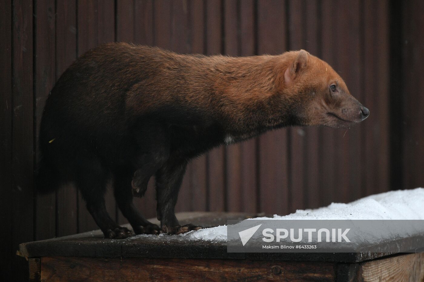 Russia Zoo