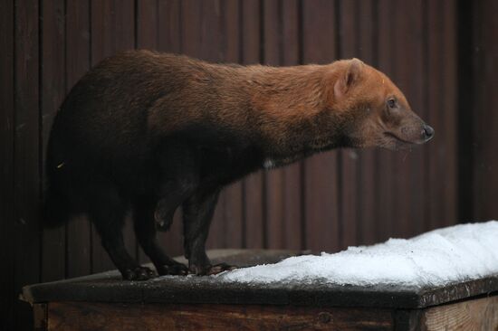 Russia Zoo