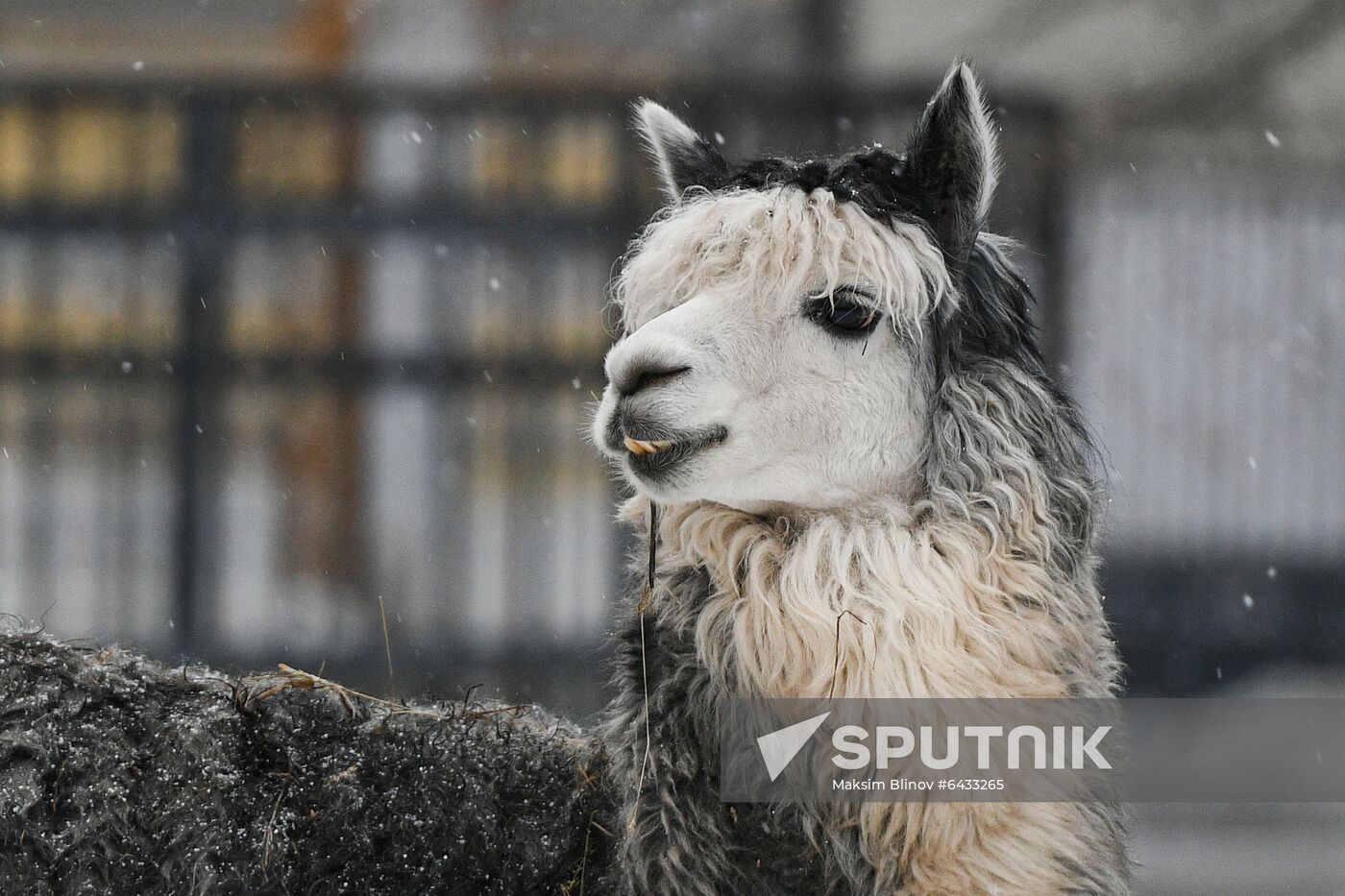Russia Zoo