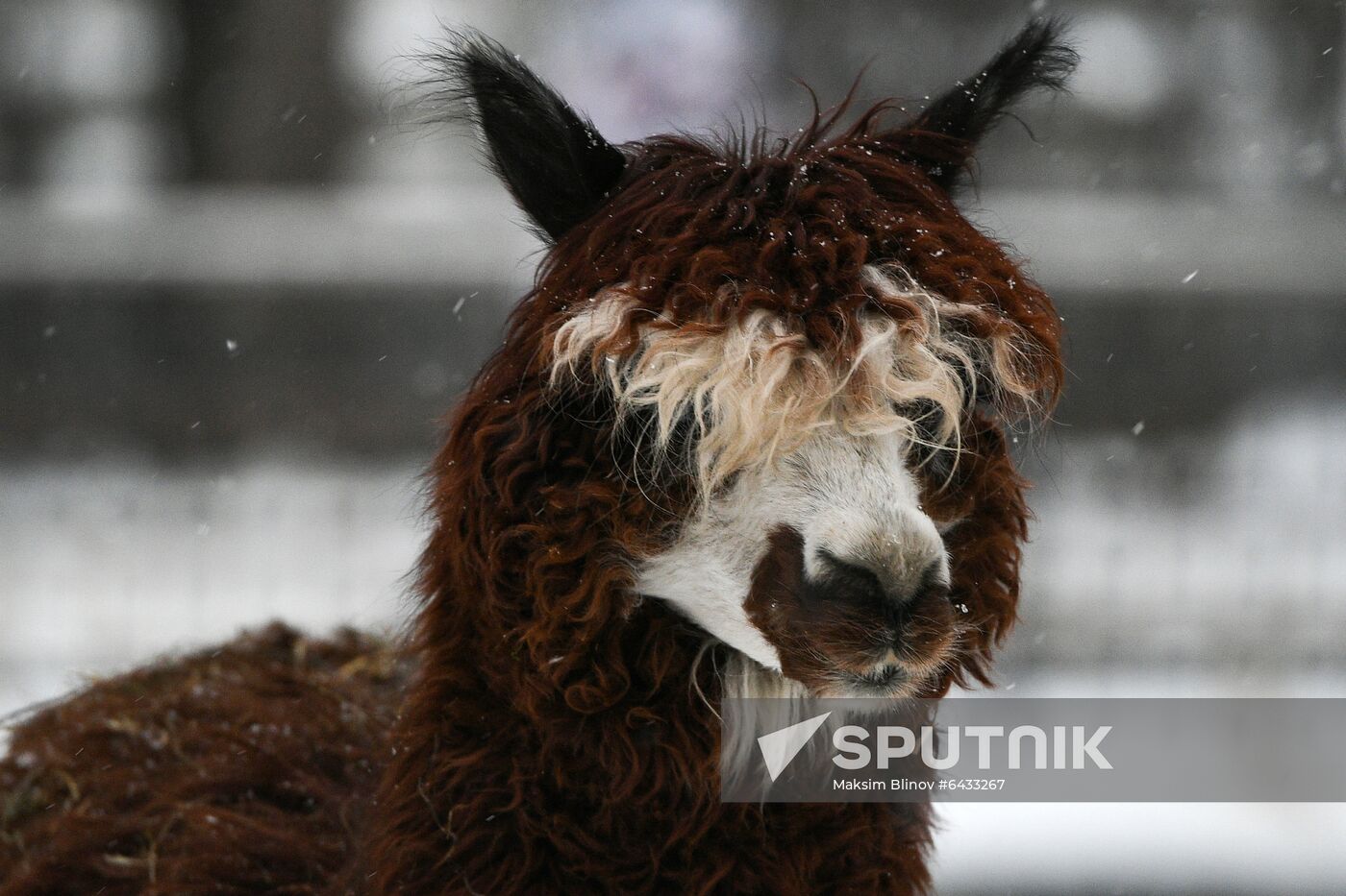 Russia Zoo