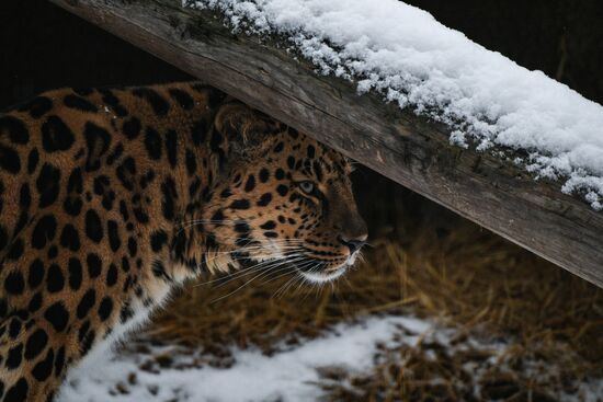 Russia Zoo