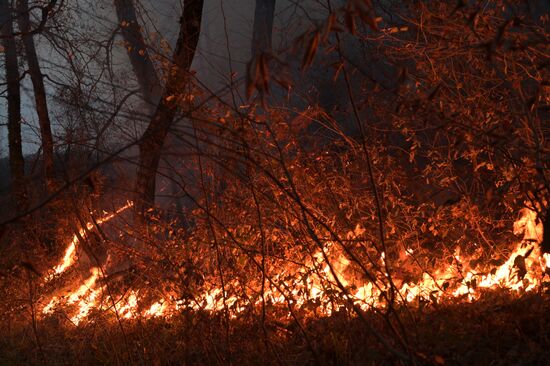 Russia Wildfire