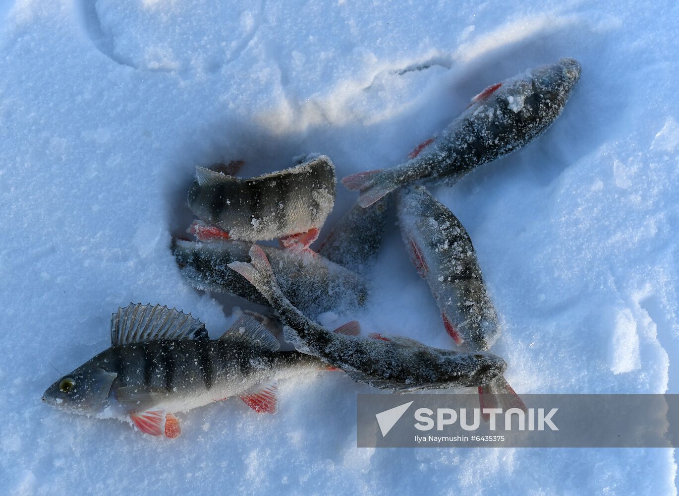 Russia Winter