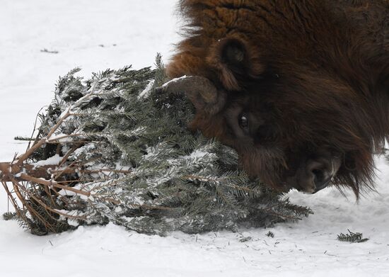Russia Zoo