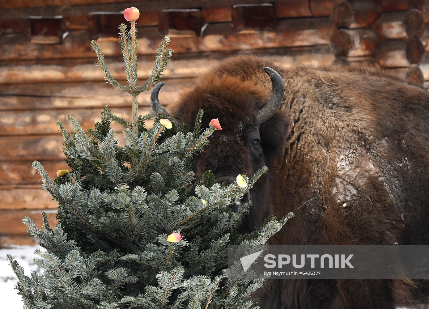 Russia Zoo