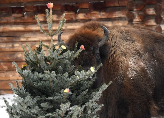 Russia Zoo