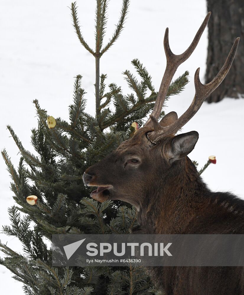 Russia Zoo