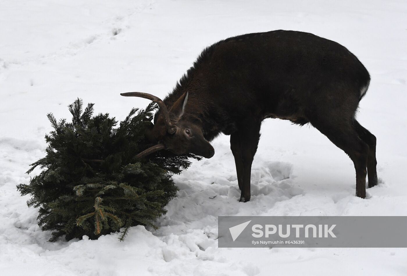 Russia Zoo