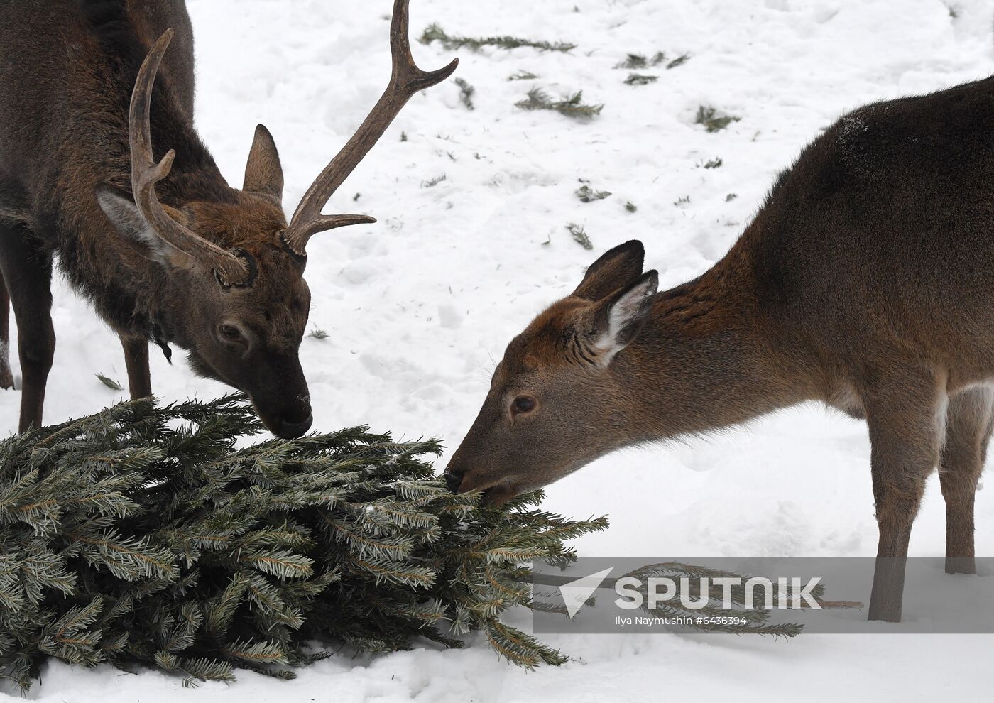 Russia Zoo