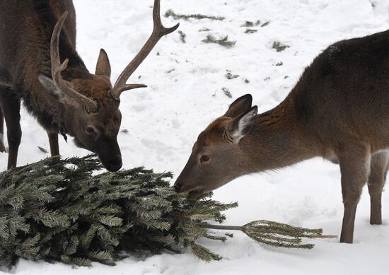 Russia Zoo