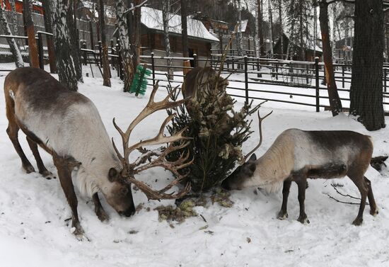 Russia Zoo