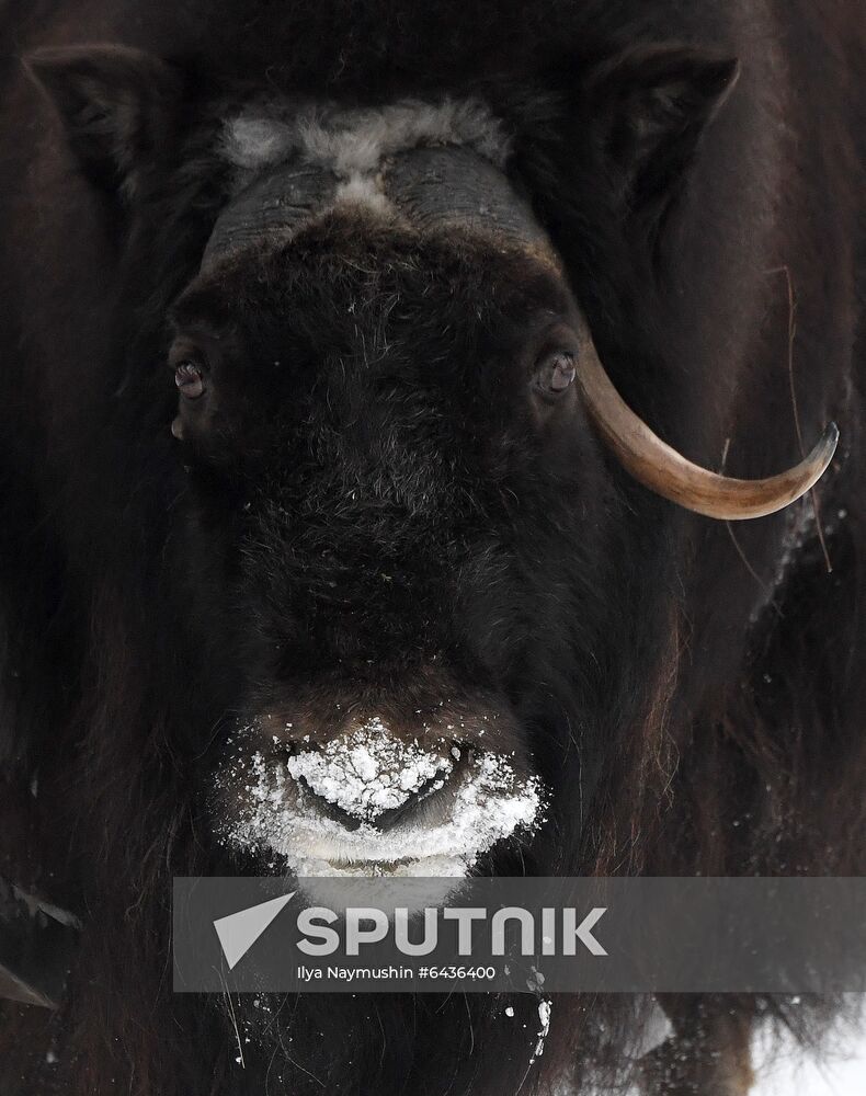 Russia Zoo