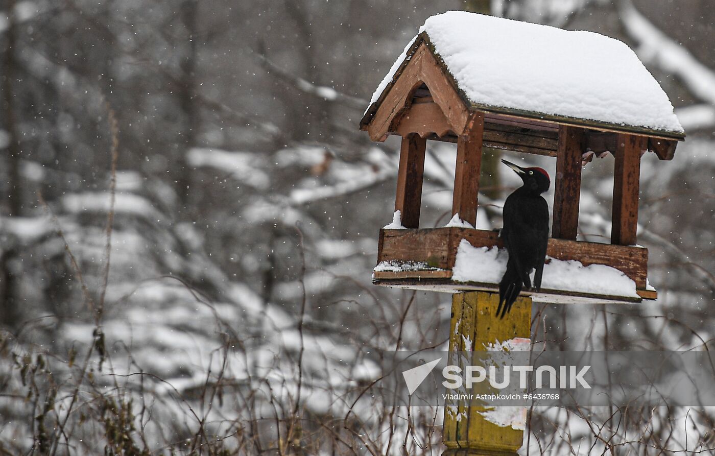 Russia Winter