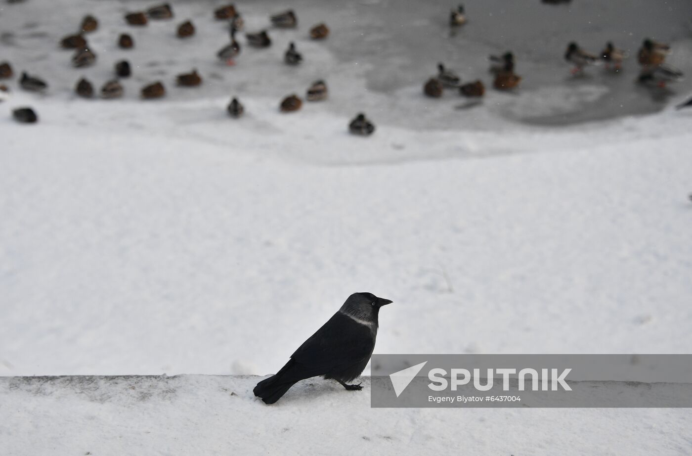 Russia Winter