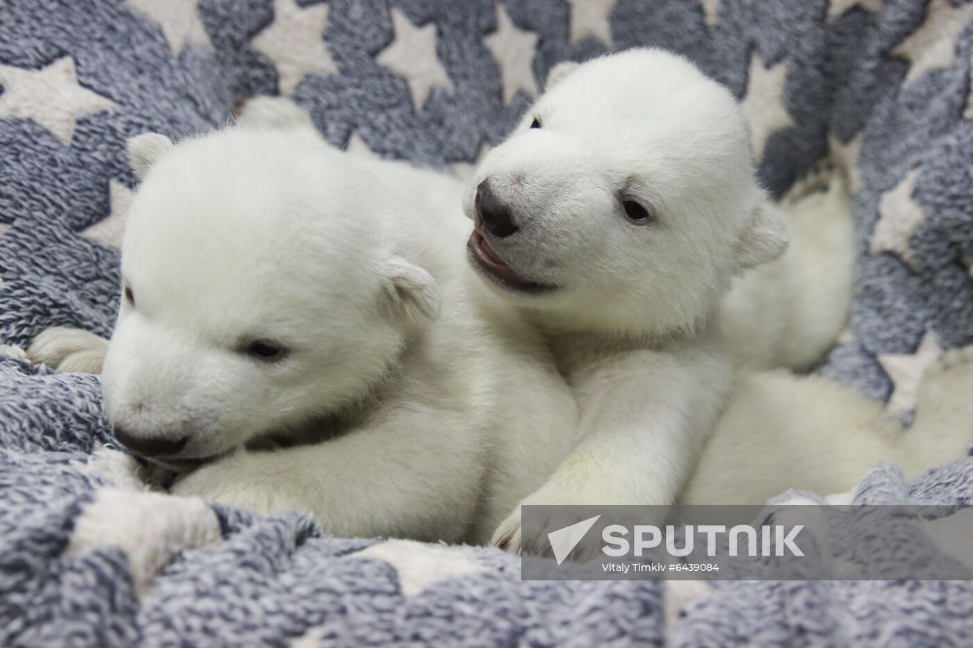 Russia Zoo