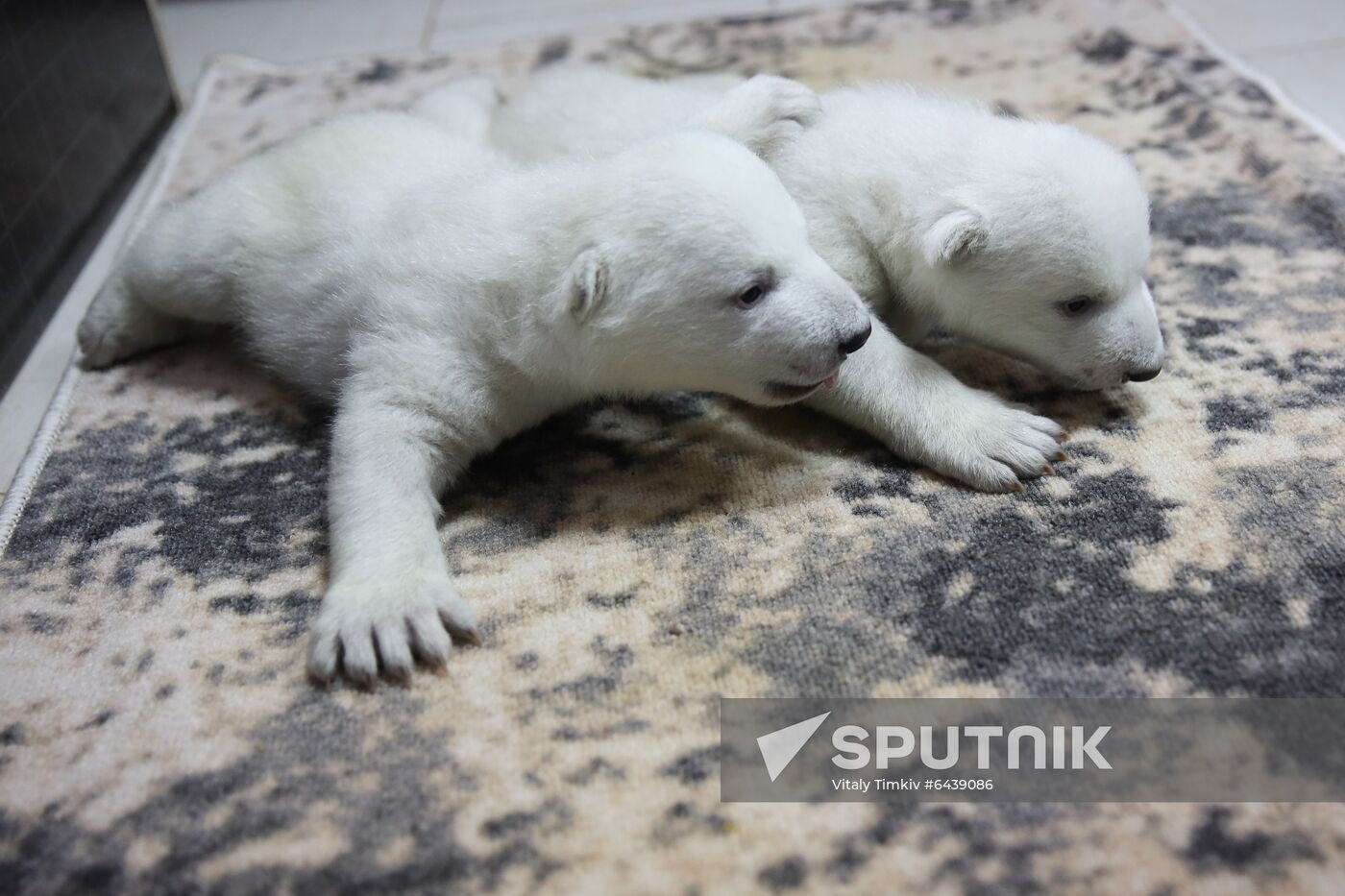 Russia Zoo