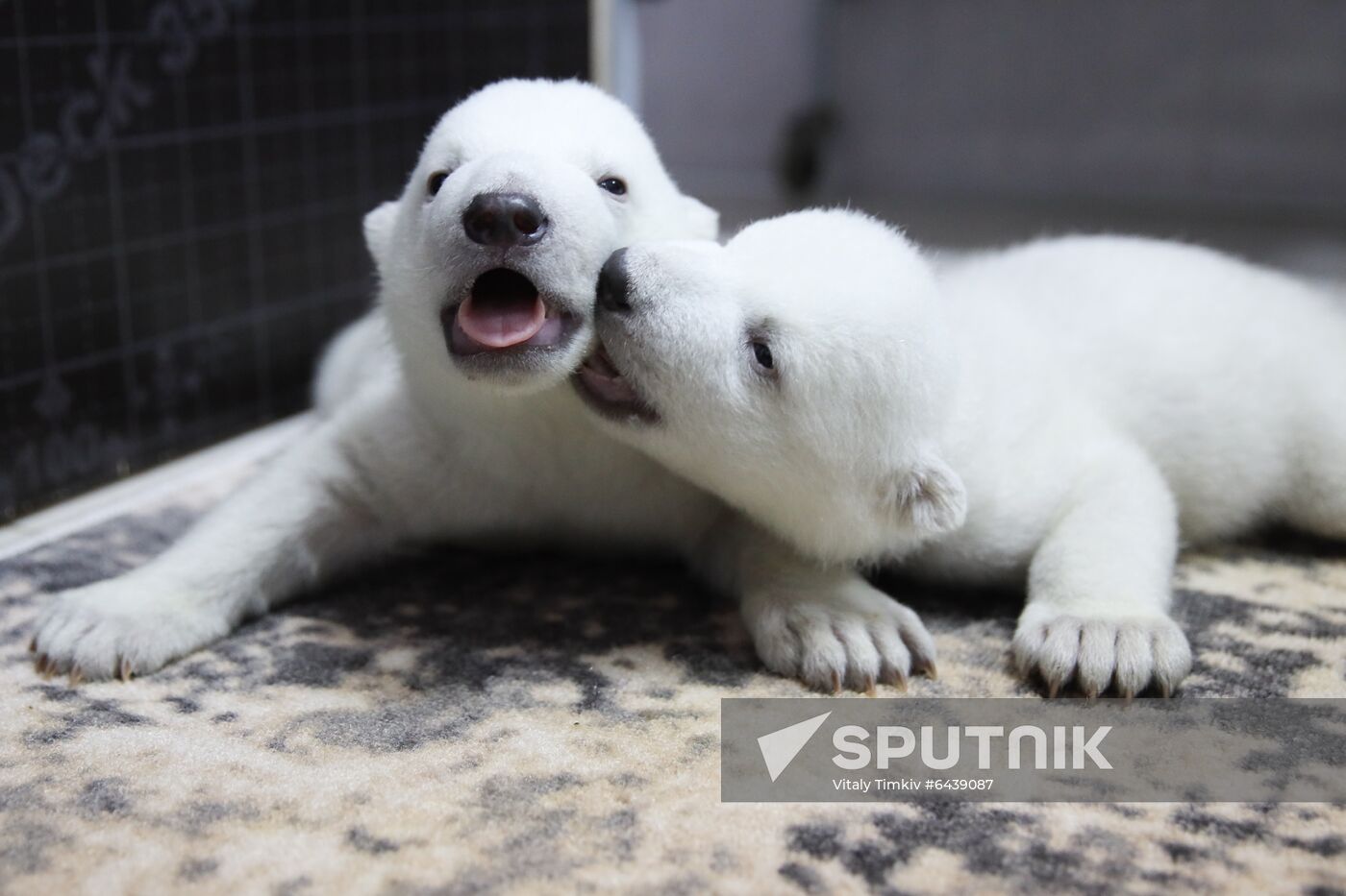 Russia Zoo