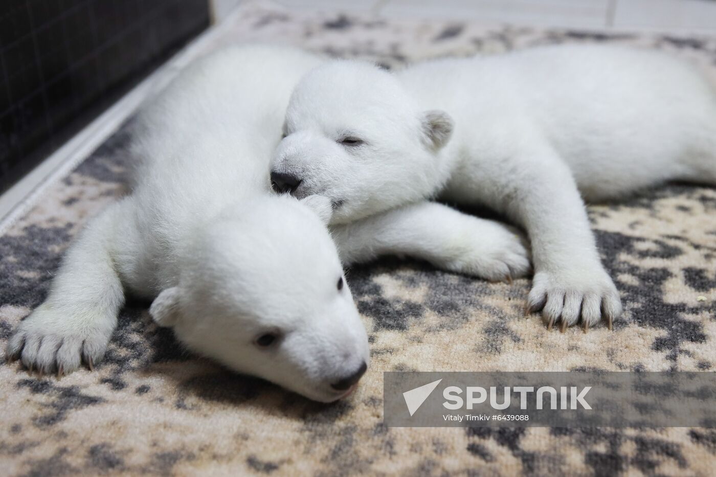 Russia Zoo