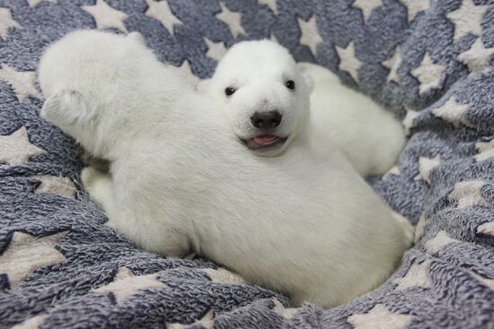 Russia Zoo
