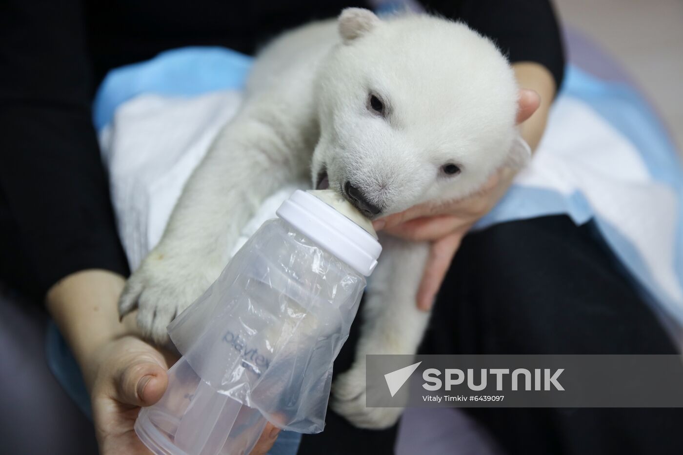 Russia Zoo