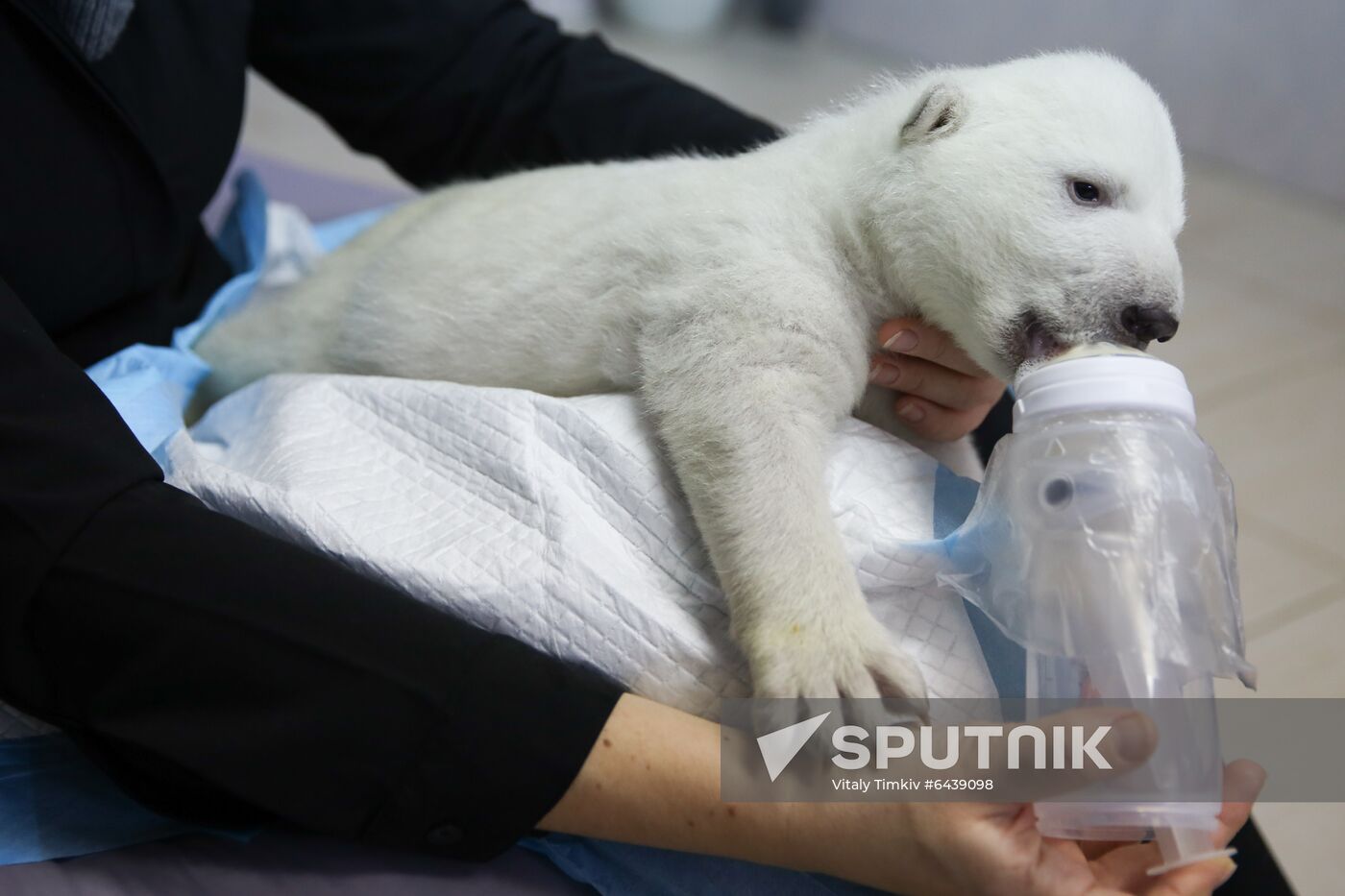 Russia Zoo