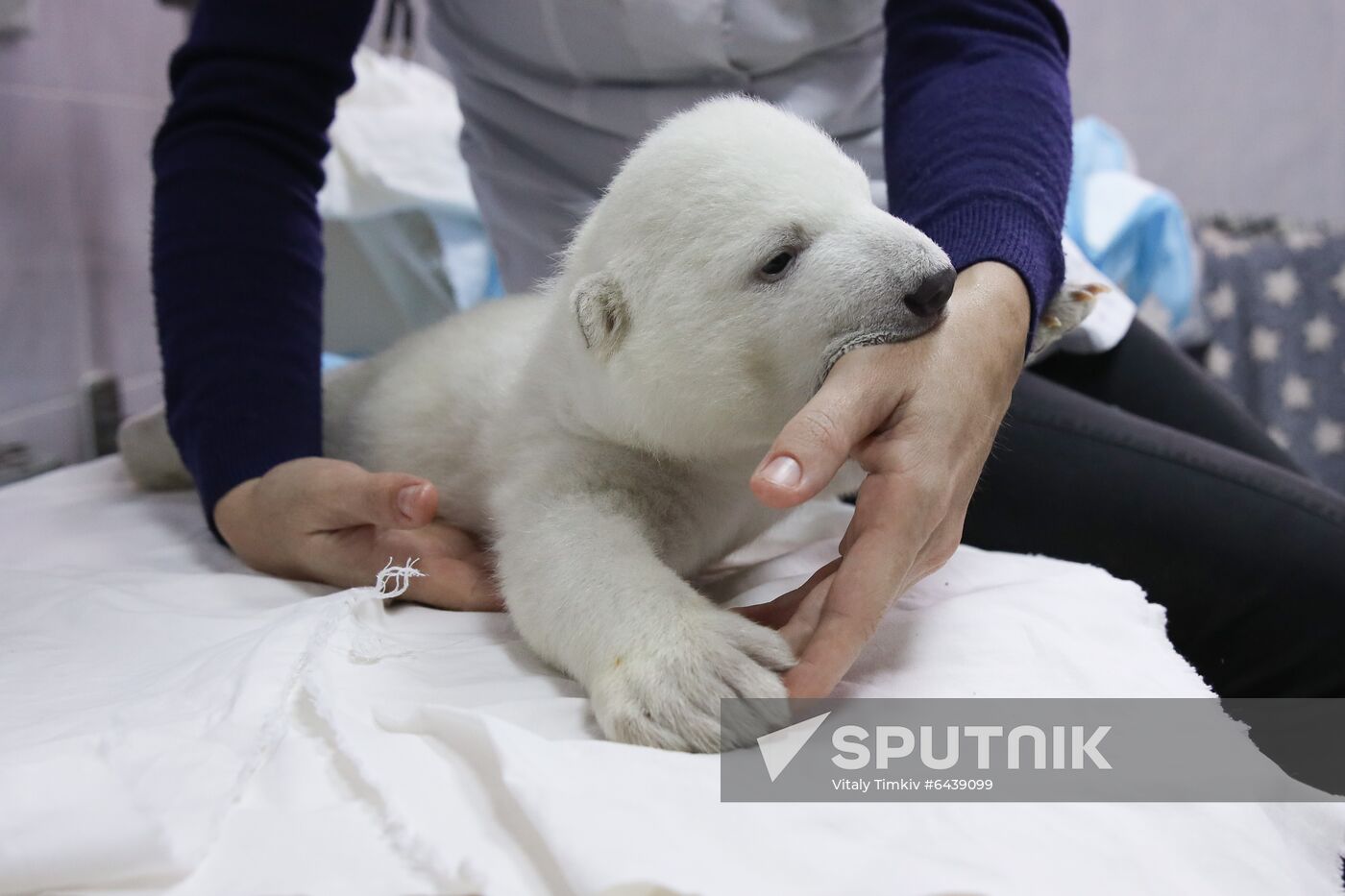 Russia Zoo