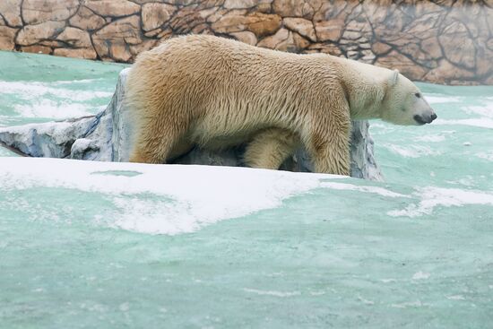 Russia Zoo