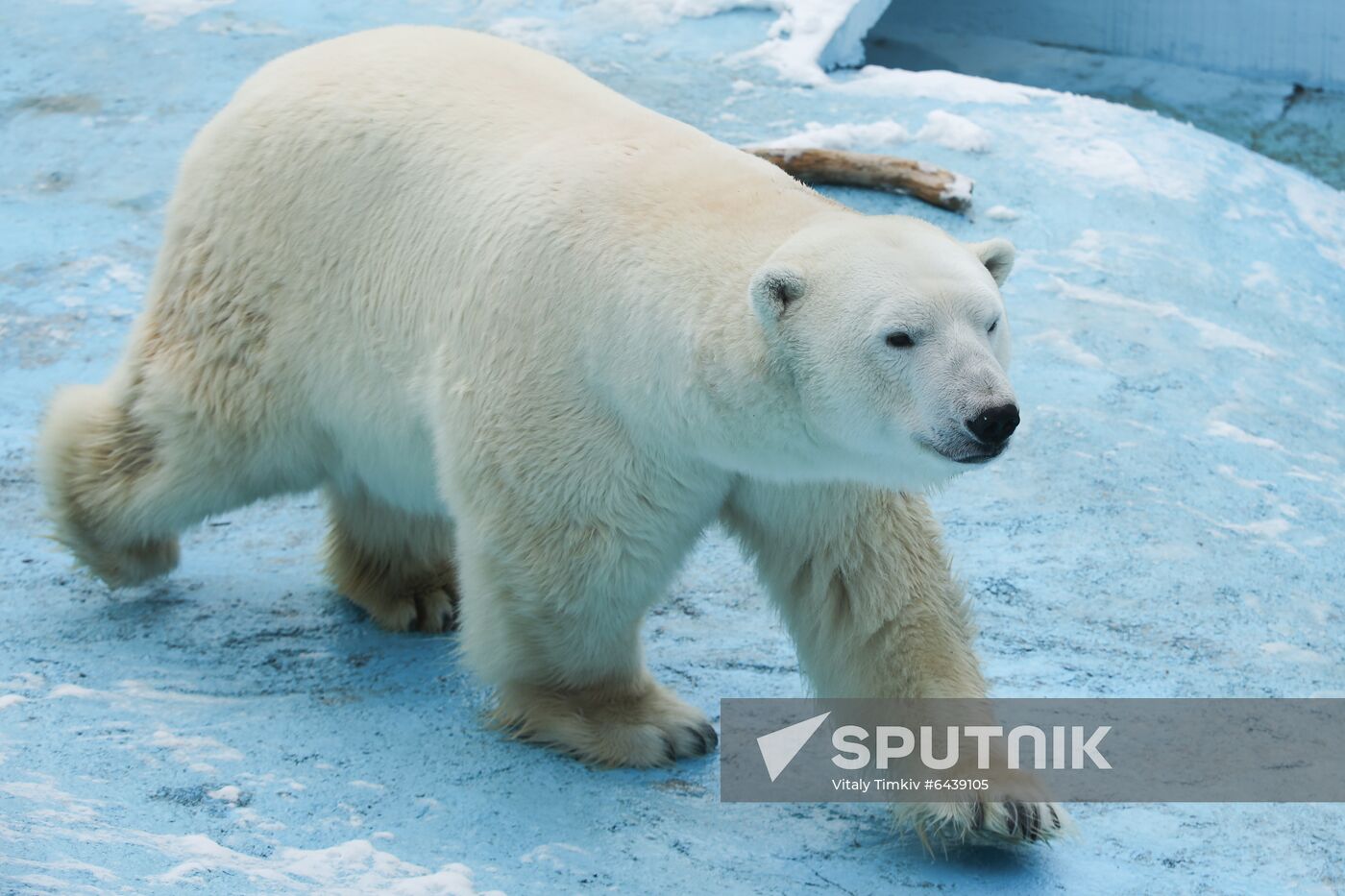 Russia Zoo