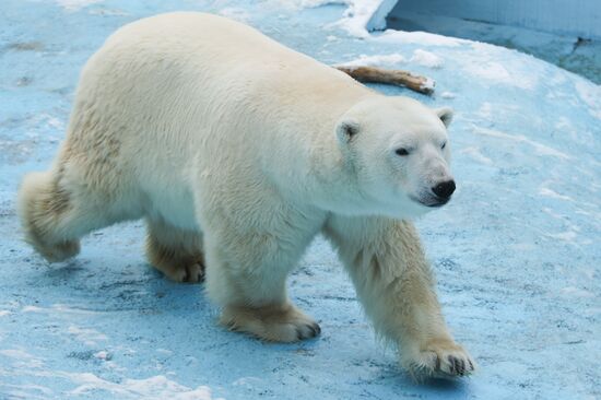 Russia Zoo