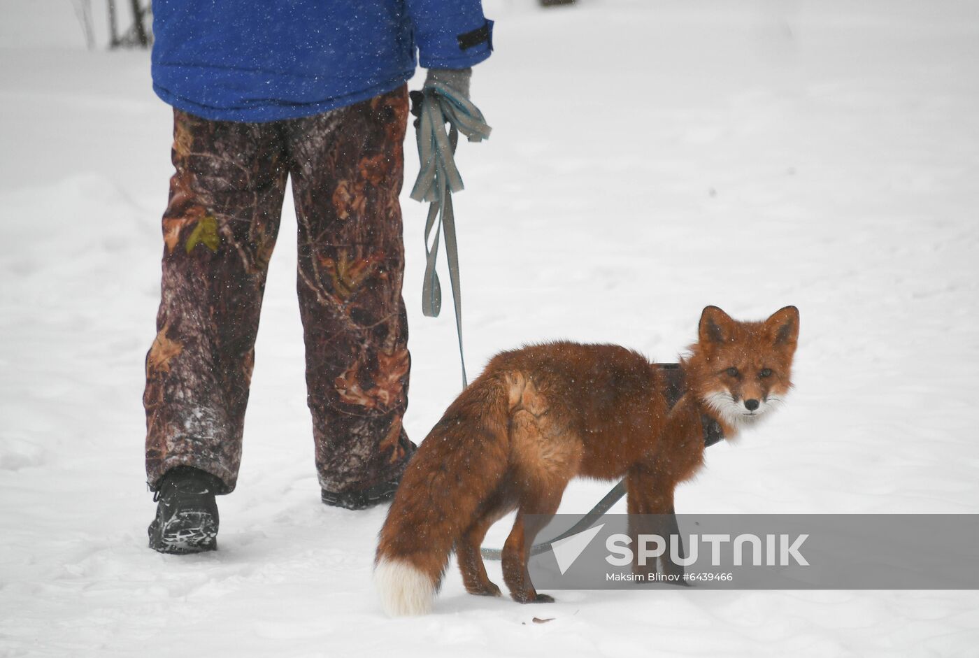 Russia Winter