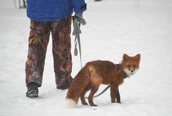 Russia Winter