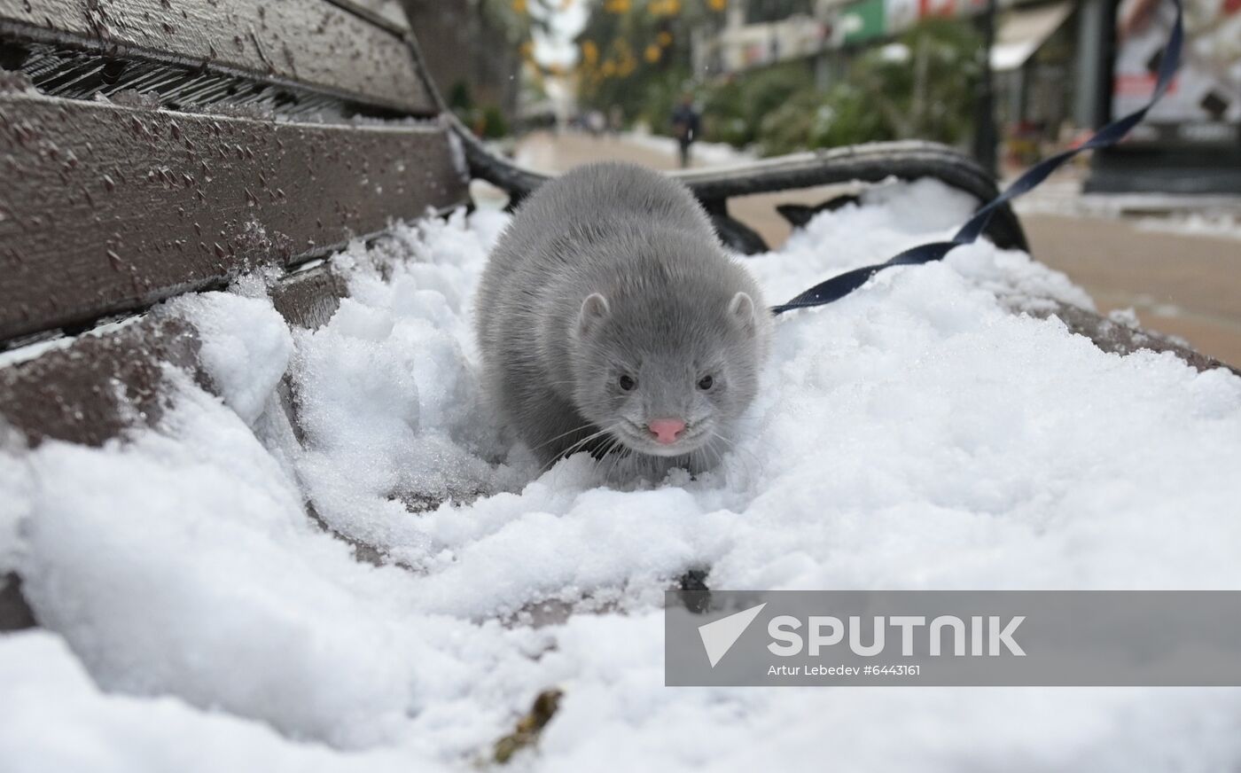 Russia Winter