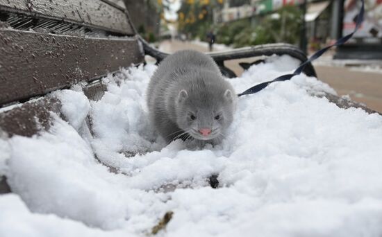 Russia Winter