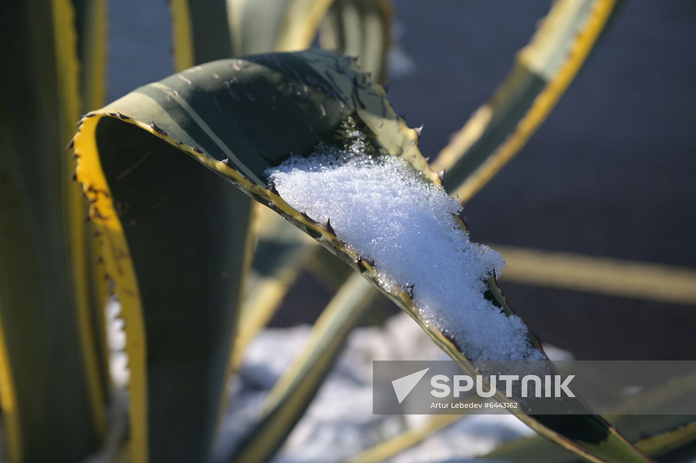Russia Winter