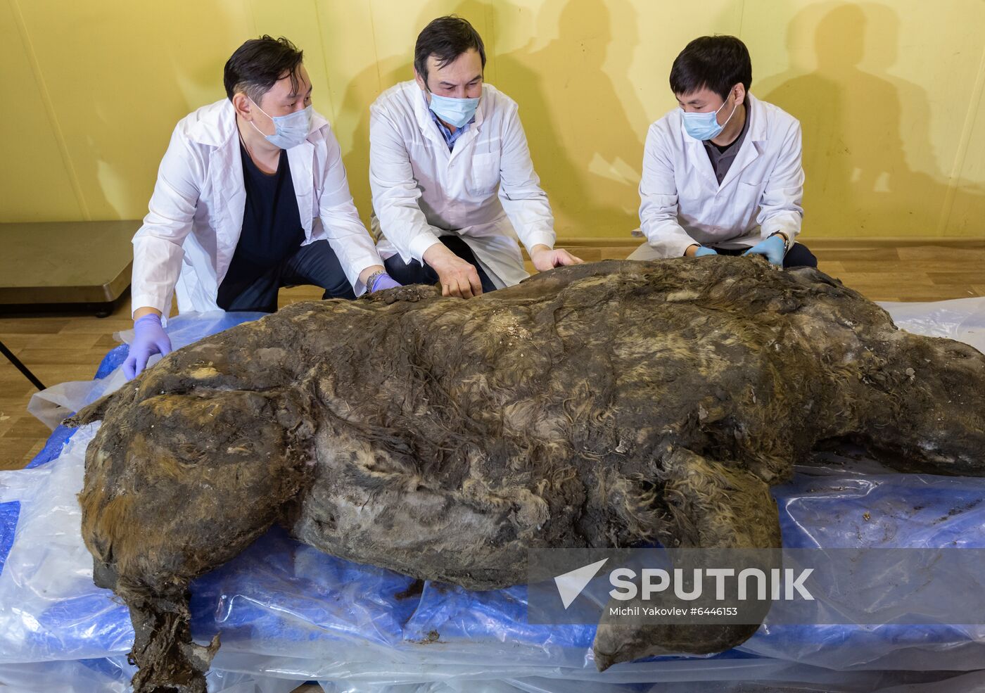 Russia Woolly Rhino 