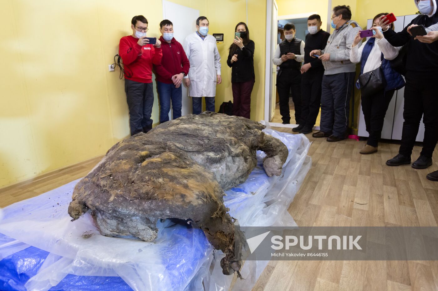 Russia Woolly Rhino 