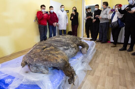 Russia Woolly Rhino 