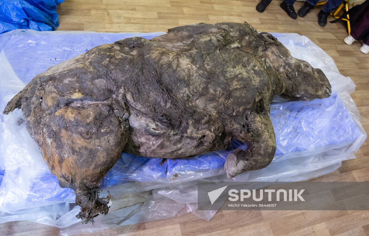 Russia Woolly Rhino 