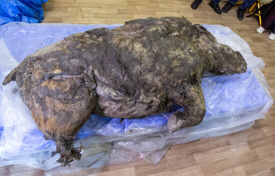 Russia Woolly Rhino 