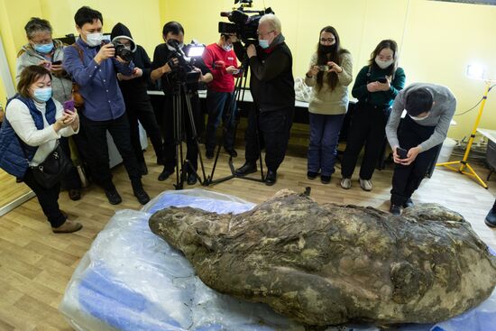 Russia Woolly Rhino 