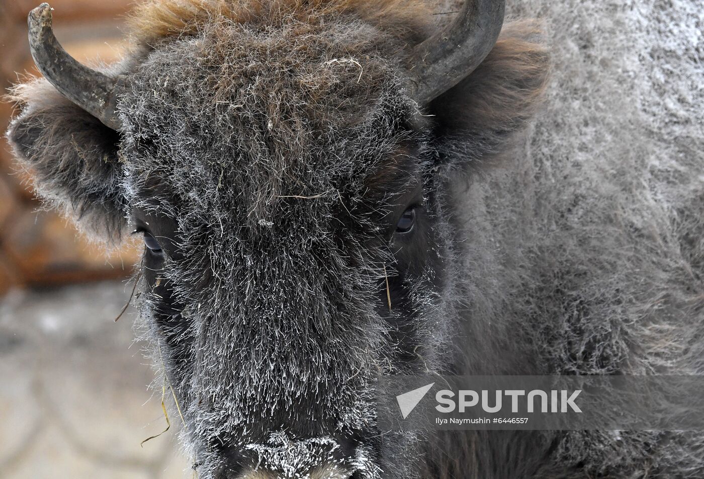 Russia Zoo