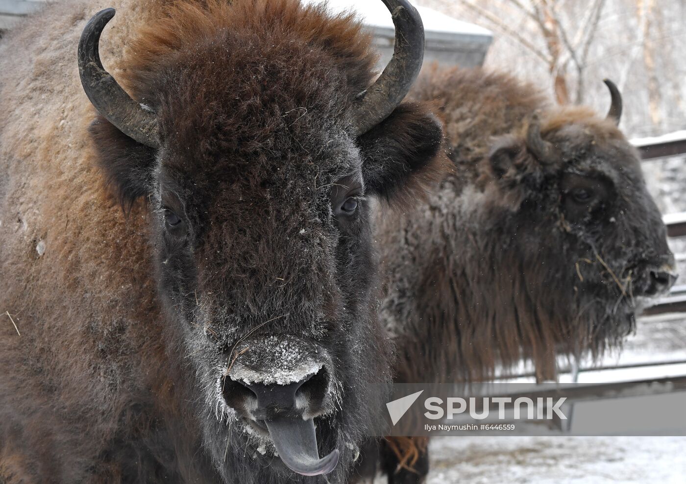 Russia Zoo