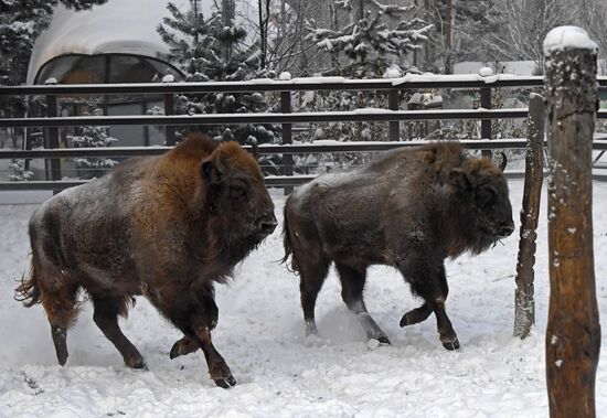 Russia Zoo