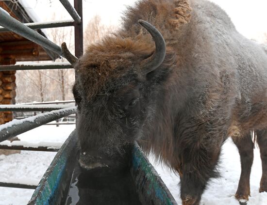 Russia Zoo