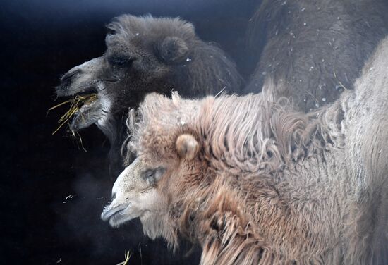 Russia Zoo