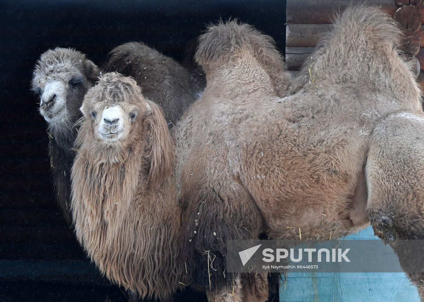 Russia Zoo