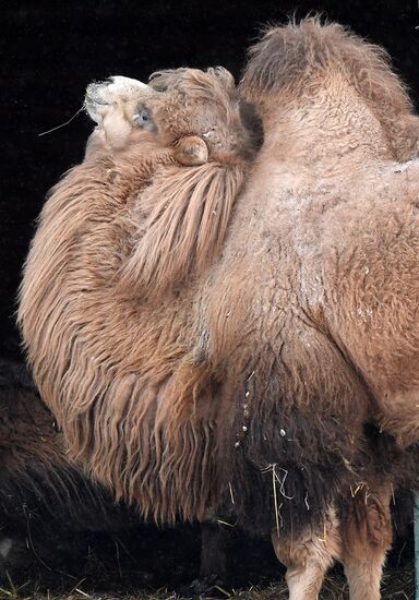 Russia Zoo