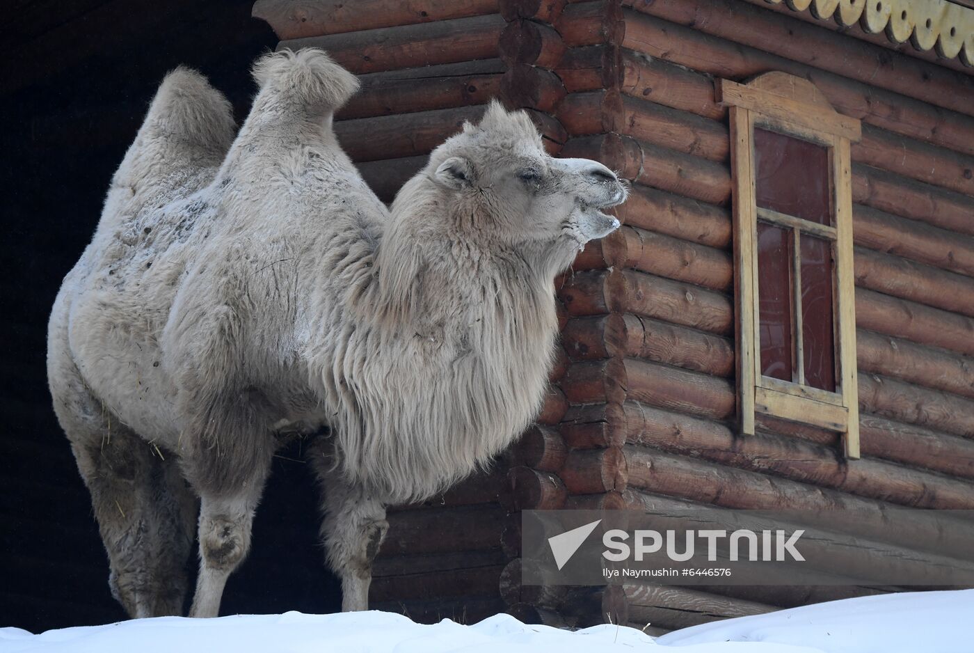 Russia Zoo