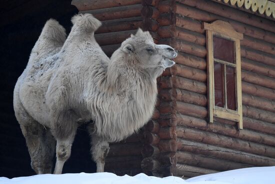 Russia Zoo