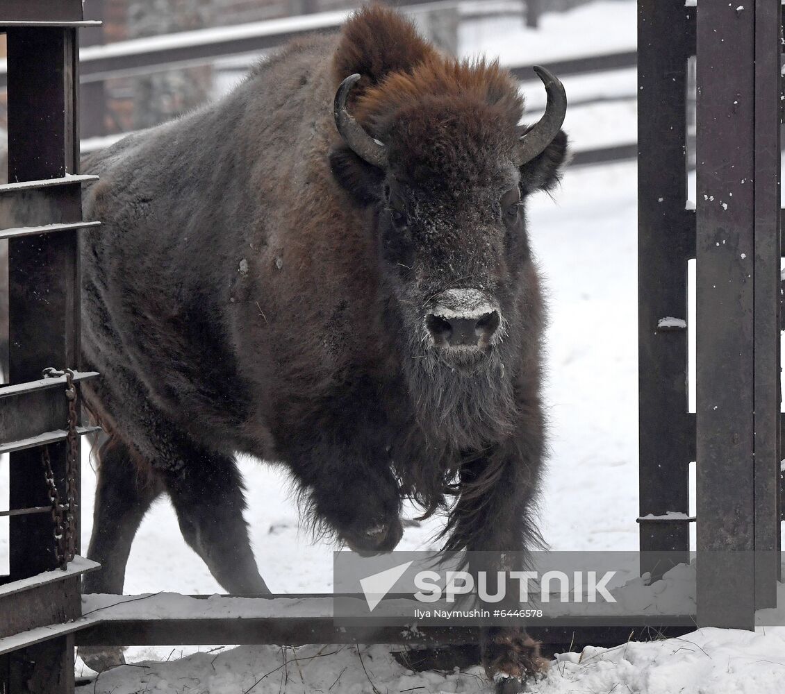Russia Zoo